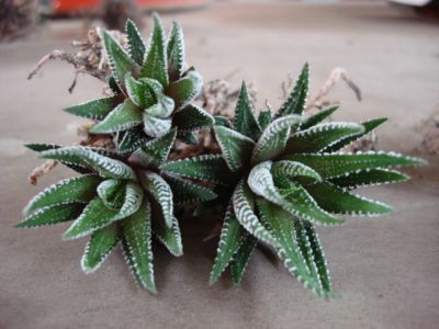 «ö¦¹¦b·sµøµ¡ÂsÄý¹Ï¤ù