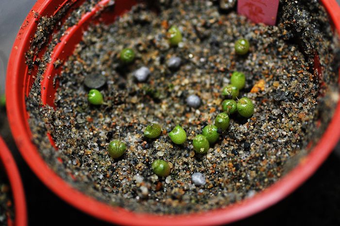 «ö¦¹¦b·sµøµ¡ÂsÄý¹Ï¤ù