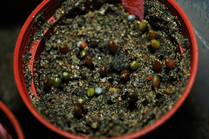 «ö¦¹¦b·sµøµ¡ÂsÄý¹Ï¤ù