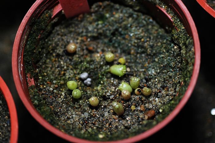 «ö¦¹¦b·sµøµ¡ÂsÄý¹Ï¤ù