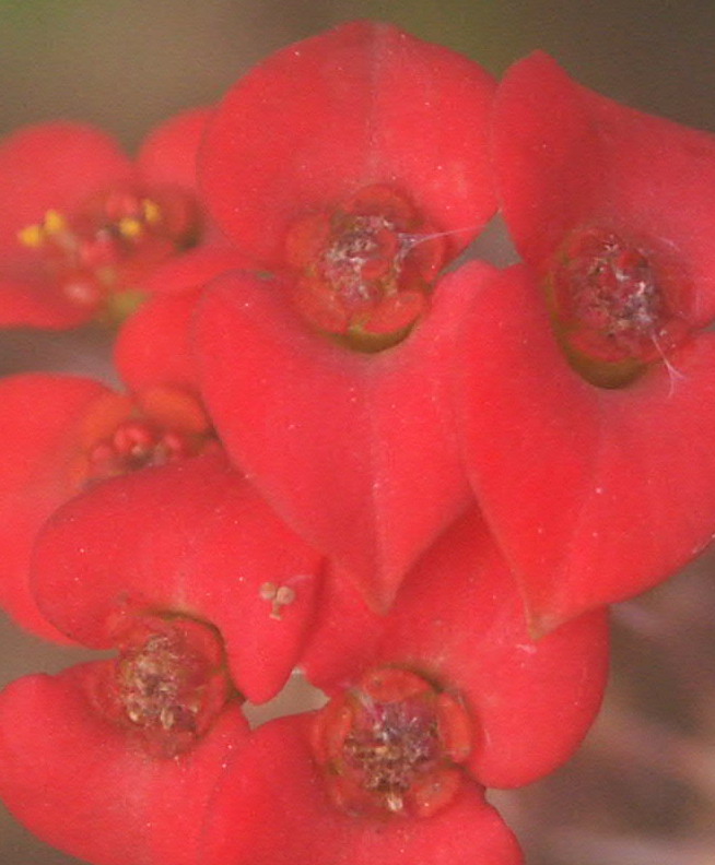 «ö¦¹¦b·sµøµ¡ÂsÄý¹Ï¤ù