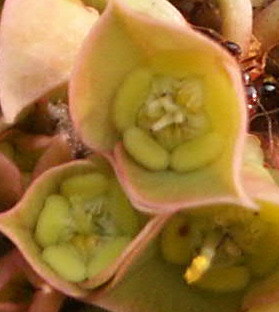 «ö¦¹¦b·sµøµ¡ÂsÄý¹Ï¤ù