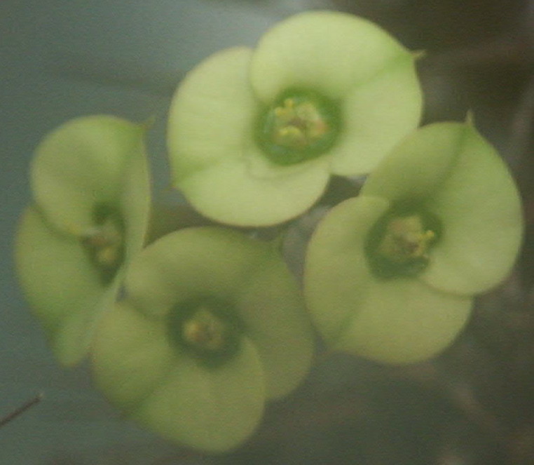 «ö¦¹¦b·sµøµ¡ÂsÄý¹Ï¤ù