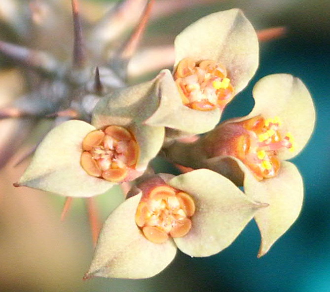 «ö¦¹¦b·sµøµ¡ÂsÄý¹Ï¤ù