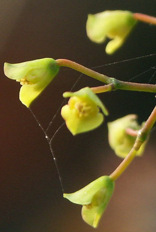 «ö¦¹¦b·sµøµ¡ÂsÄý¹Ï¤ù