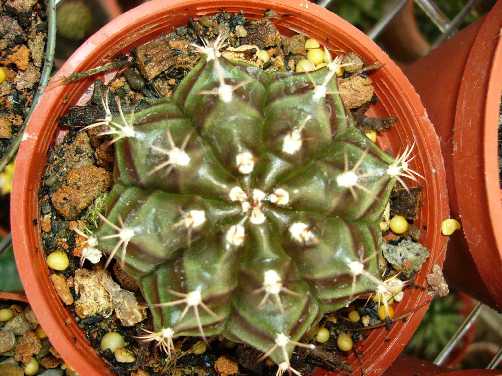 «ö¦¹¦b·sµøµ¡ÂsÄý¹Ï¤ù