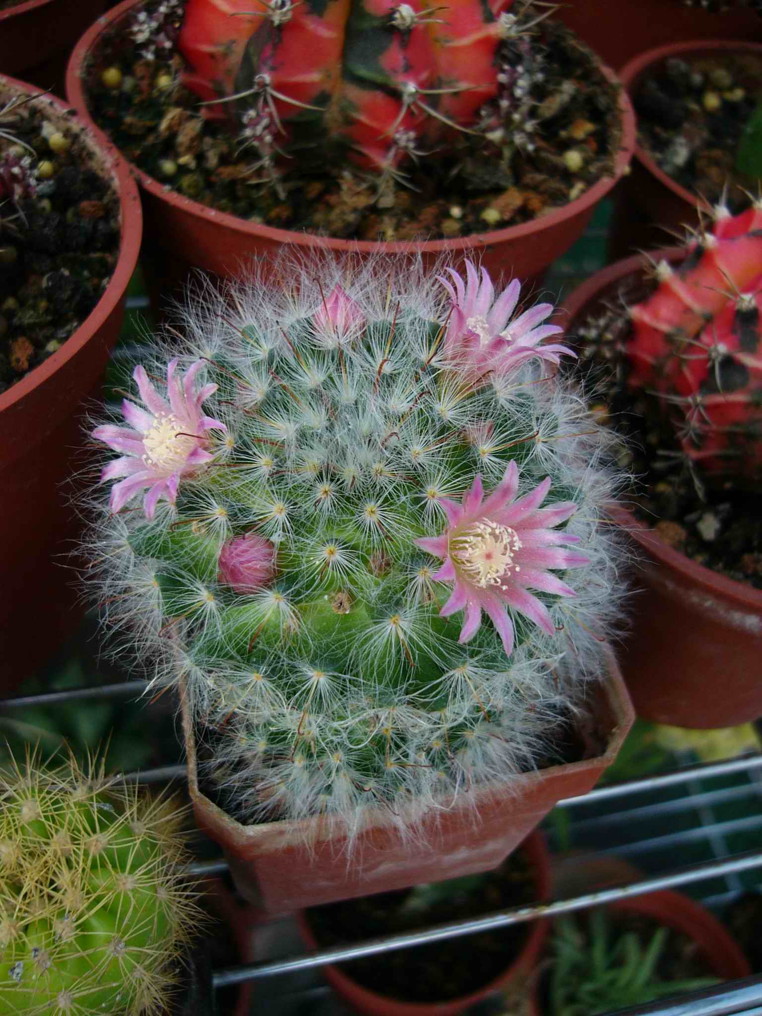 «ö¦¹¦b·sµøµ¡ÂsÄý¹Ï¤ù