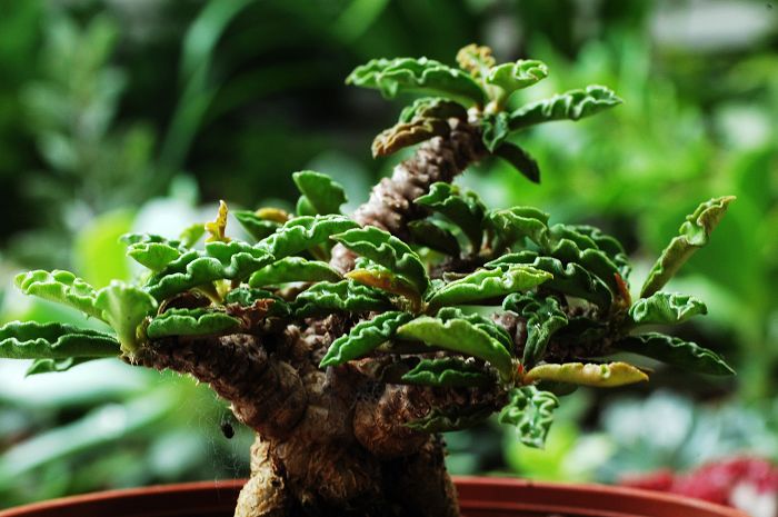 «ö¦¹¦b·sµøµ¡ÂsÄý¹Ï¤ù