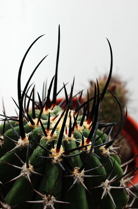 «ö¦¹¦b·sµøµ¡ÂsÄý¹Ï¤ù