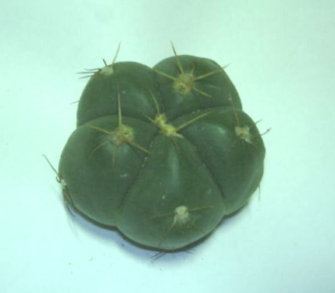 «ö¦¹¦b·sµøµ¡ÂsÄý¹Ï¤ù