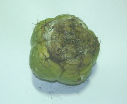 «ö¦¹¦b·sµøµ¡ÂsÄý¹Ï¤ù