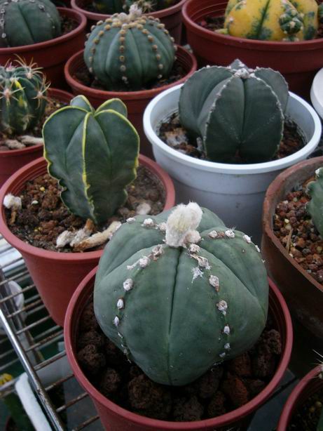 «ö¦¹¦b·sµøµ¡ÂsÄý¹Ï¤ù