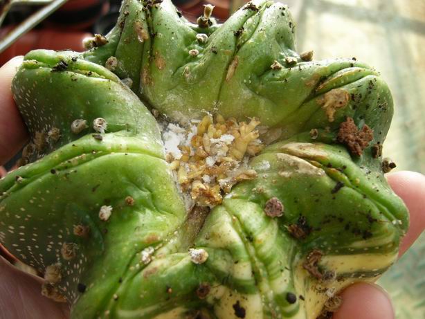 «ö¦¹¦b·sµøµ¡ÂsÄý¹Ï¤ù