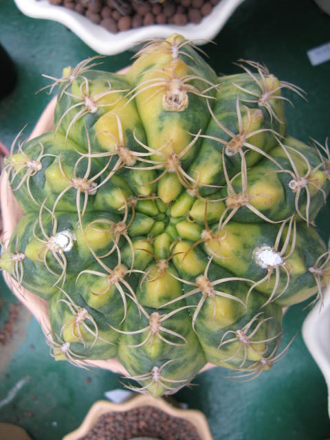 «ö¦¹¦b·sµøµ¡ÂsÄý¹Ï¤ù