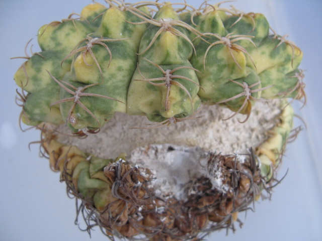 «ö¦¹¦b·sµøµ¡ÂsÄý¹Ï¤ù