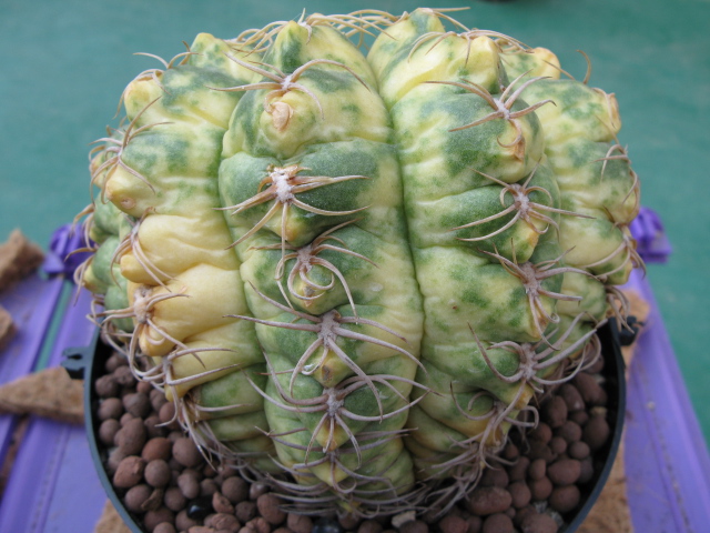 «ö¦¹¦b·sµøµ¡ÂsÄý¹Ï¤ù