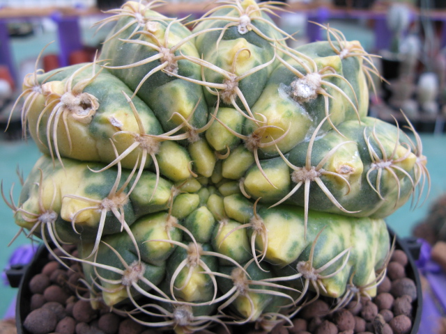 «ö¦¹¦b·sµøµ¡ÂsÄý¹Ï¤ù