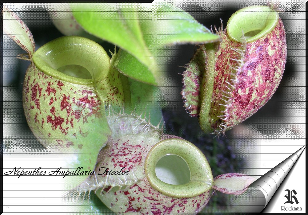 «ö¦¹¦b·sµøµ¡ÂsÄý¹Ï¤ù