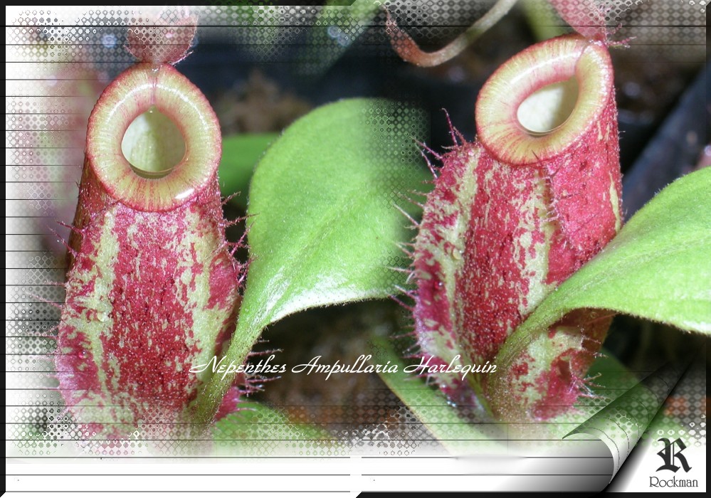 «ö¦¹¦b·sµøµ¡ÂsÄý¹Ï¤ù