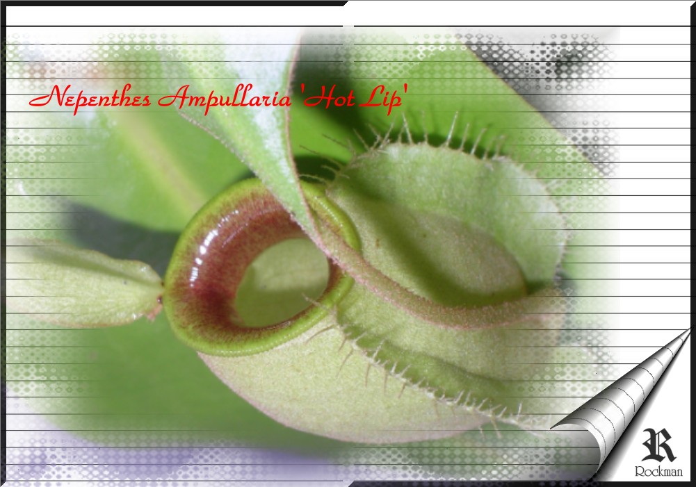 «ö¦¹¦b·sµøµ¡ÂsÄý¹Ï¤ù