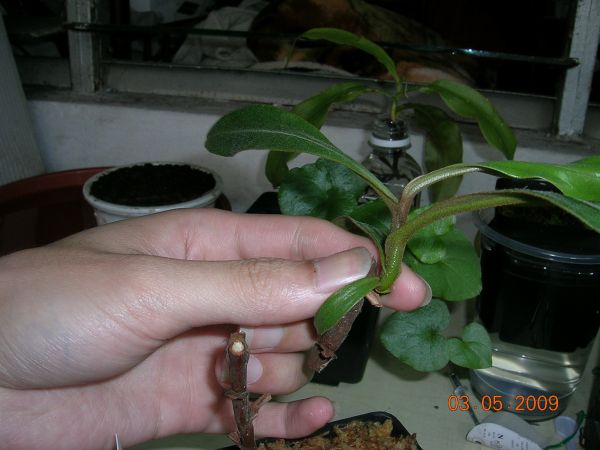 «ö¦¹¦b·sµøµ¡ÂsÄý¹Ï¤ù