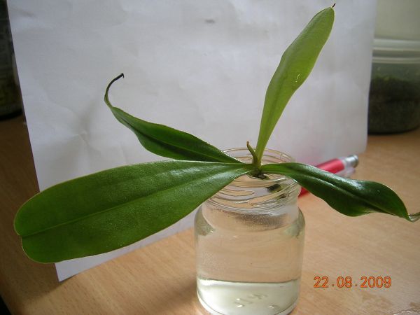 «ö¦¹¦b·sµøµ¡ÂsÄý¹Ï¤ù