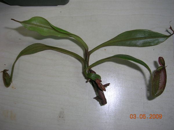 «ö¦¹¦b·sµøµ¡ÂsÄý¹Ï¤ù