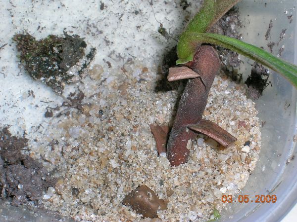 «ö¦¹¦b·sµøµ¡ÂsÄý¹Ï¤ù