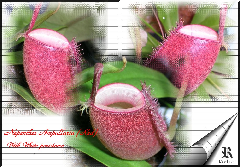 «ö¦¹¦b·sµøµ¡ÂsÄý¹Ï¤ù