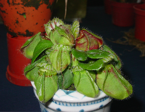 按此在新視窗瀏覽圖片