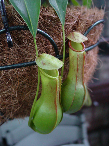 按此在新視窗瀏覽圖片