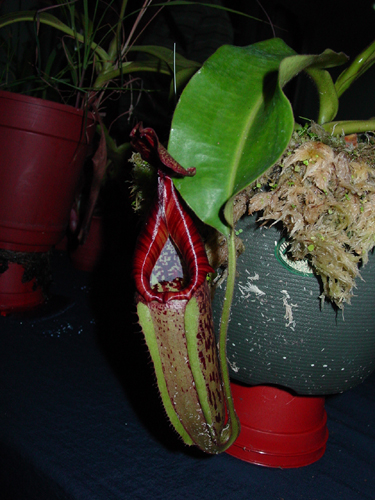 按此在新視窗瀏覽圖片