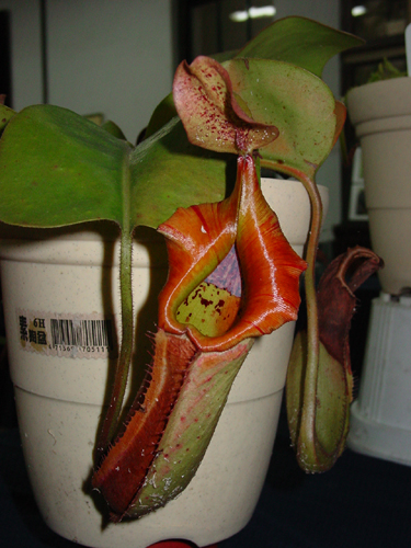 按此在新視窗瀏覽圖片