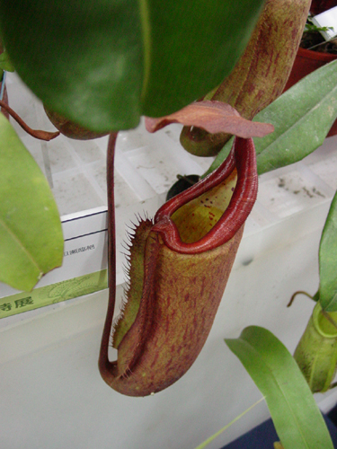 按此在新視窗瀏覽圖片