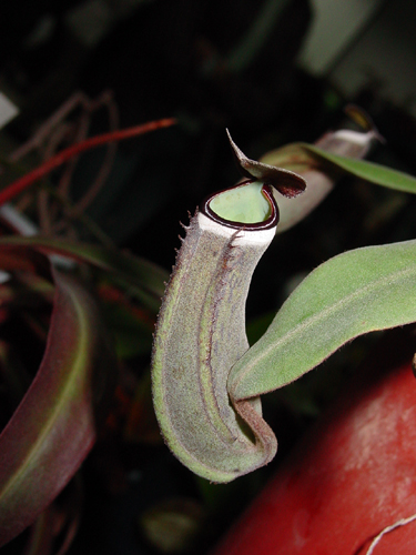 按此在新視窗瀏覽圖片