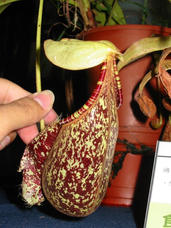 按此在新視窗瀏覽圖片