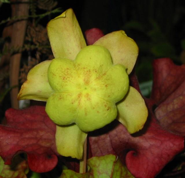 按此在新視窗瀏覽圖片