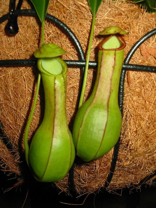 按此在新視窗瀏覽圖片