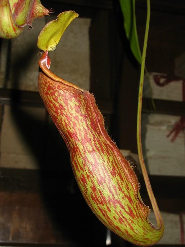 按此在新視窗瀏覽圖片