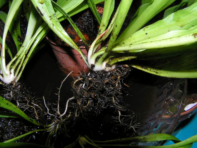 «ö¦¹¦b·sµøµ¡ÂsÄý¹Ï¤ù