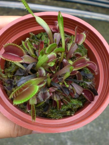 «ö¦¹¦b·sµøµ¡ÂsÄý¹Ï¤ù