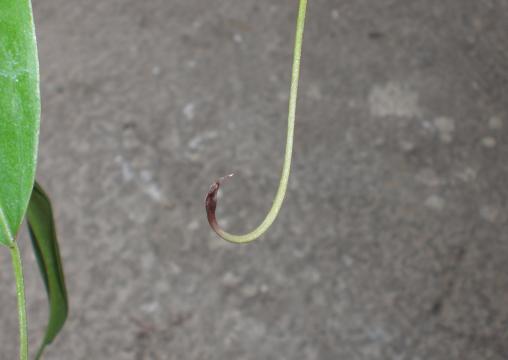 «ö¦¹¦b·sµøµ¡ÂsÄý¹Ï¤ù