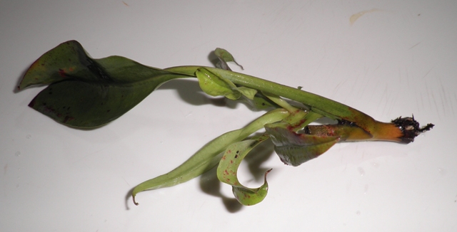 «ö¦¹¦b·sµøµ¡ÂsÄý¹Ï¤ù