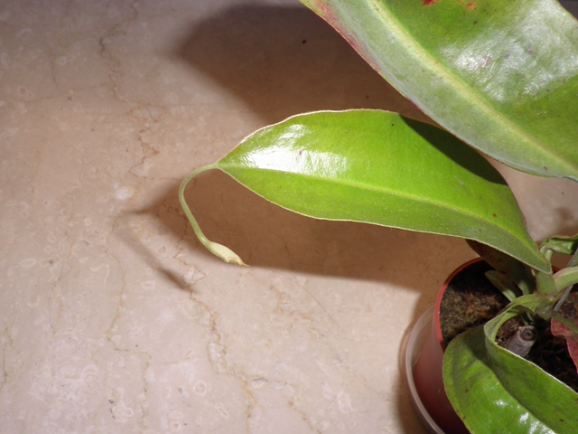 «ö¦¹¦b·sµøµ¡ÂsÄý¹Ï¤ù