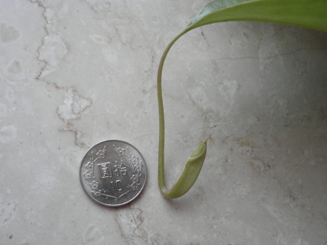 «ö¦¹¦b·sµøµ¡ÂsÄý¹Ï¤ù