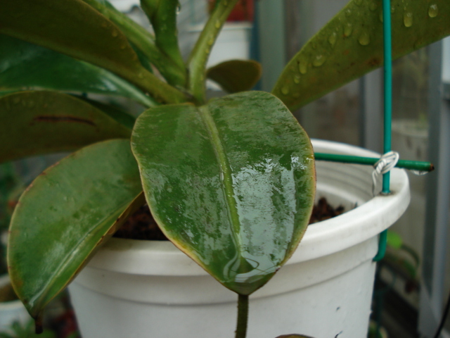 «ö¦¹¦b·sµøµ¡ÂsÄý¹Ï¤ù