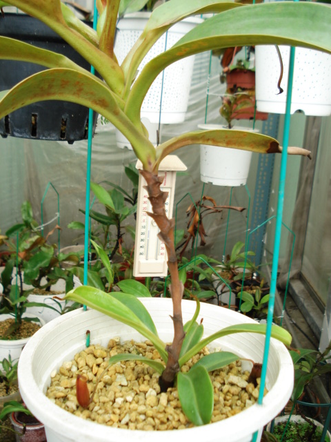 «ö¦¹¦b·sµøµ¡ÂsÄý¹Ï¤ù