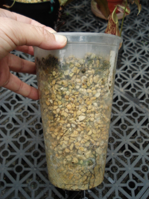 «ö¦¹¦b·sµøµ¡ÂsÄý¹Ï¤ù