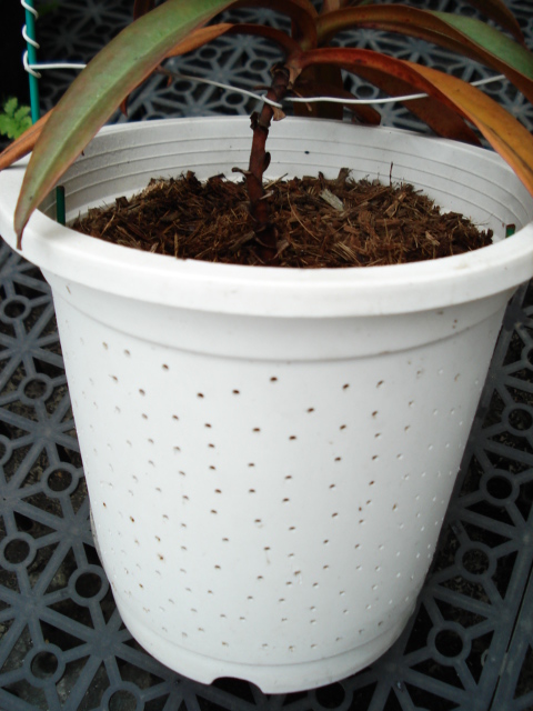 «ö¦¹¦b·sµøµ¡ÂsÄý¹Ï¤ù