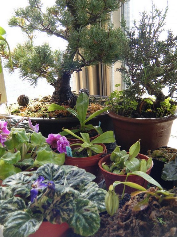 «ö¦¹¦b·sµøµ¡ÂsÄý¹Ï¤ù